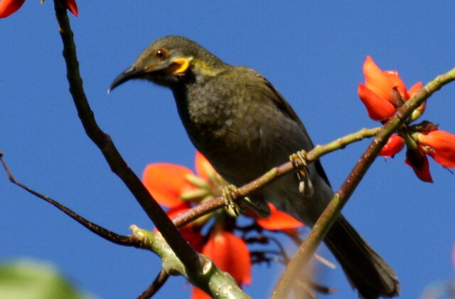 Fiji Wattled Honeyeater