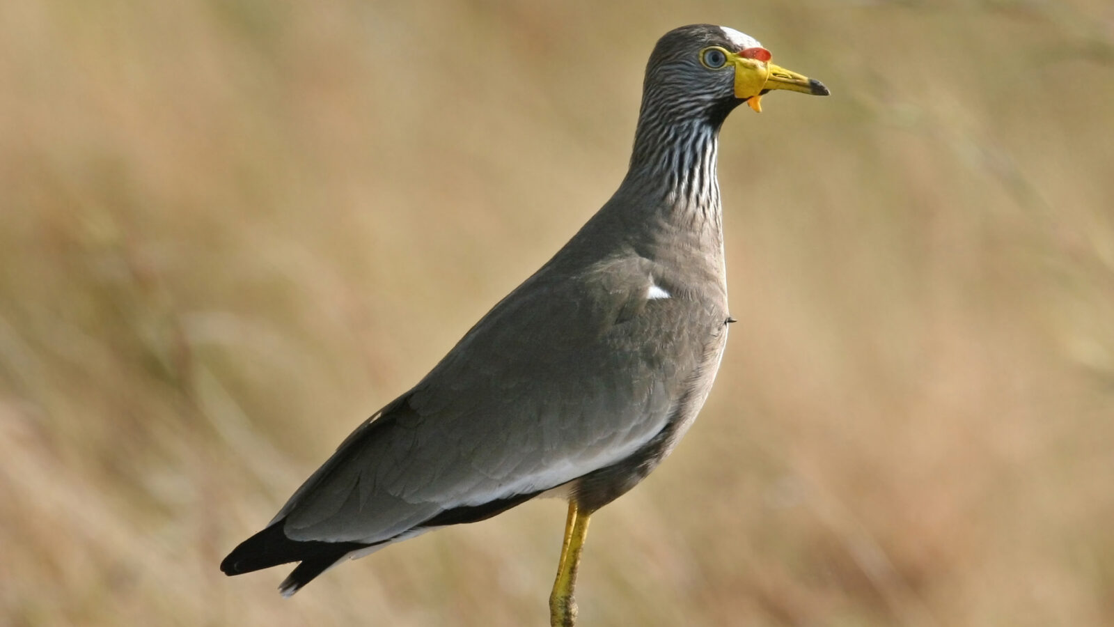 African Wattled Lapwing