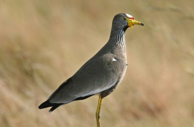 African Wattled Lapwing