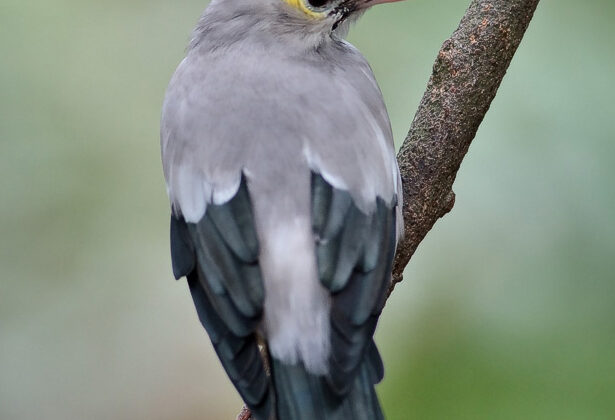 Wattled Starling