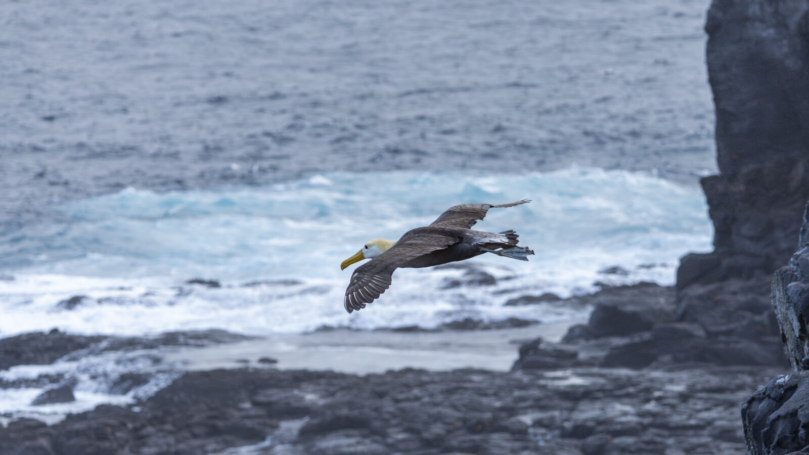 Waved Albatross