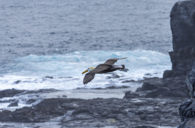 Waved Albatross
