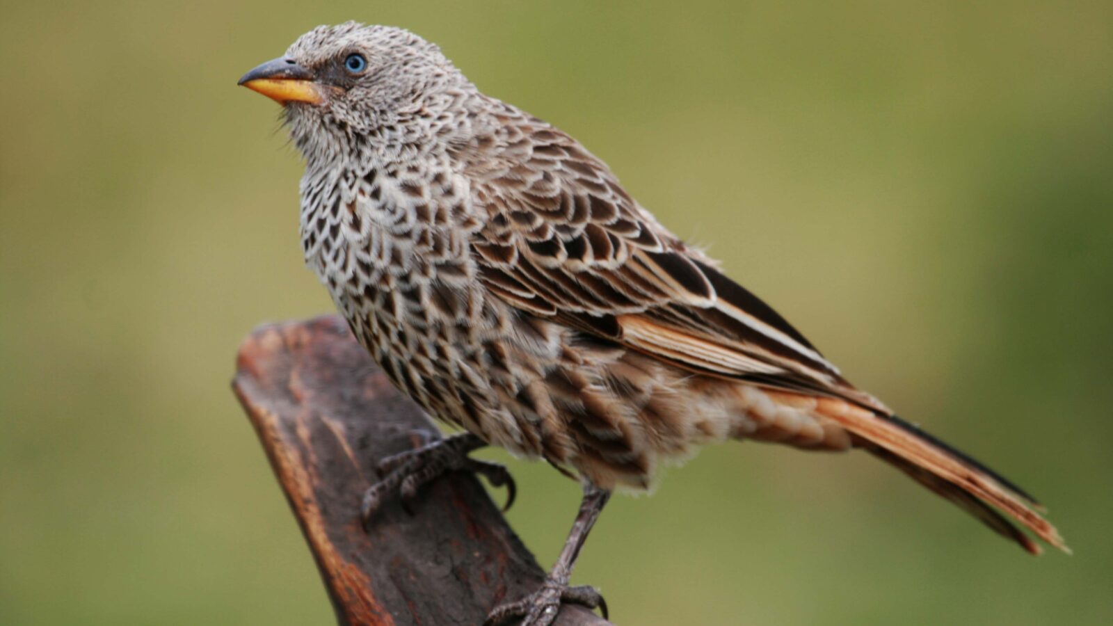 Rufous-tailed Weaver
