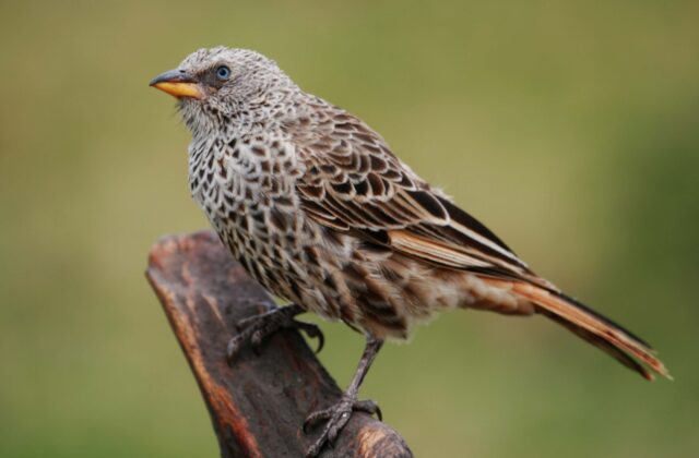 Rufous-tailed Weaver