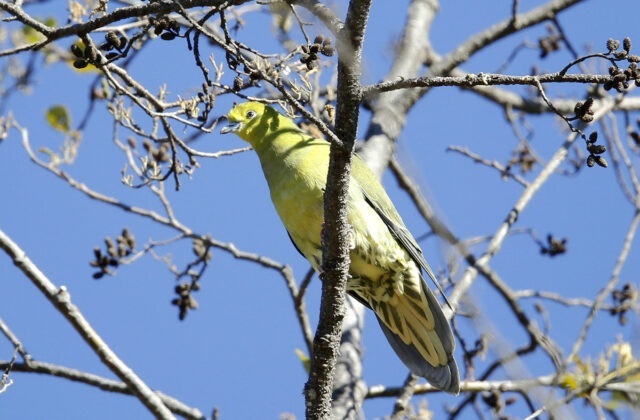 Wedge-tailed Green Pigeon