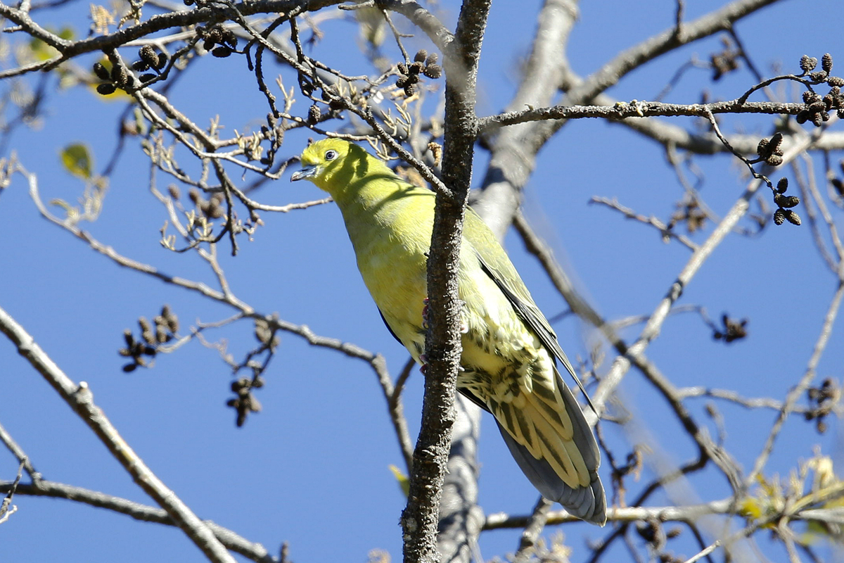 Wedge-tailed Green Pigeon