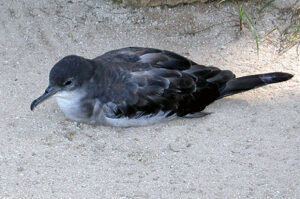 Bryan’s Shearwater