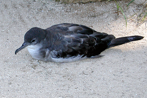 Bryan’s Shearwater