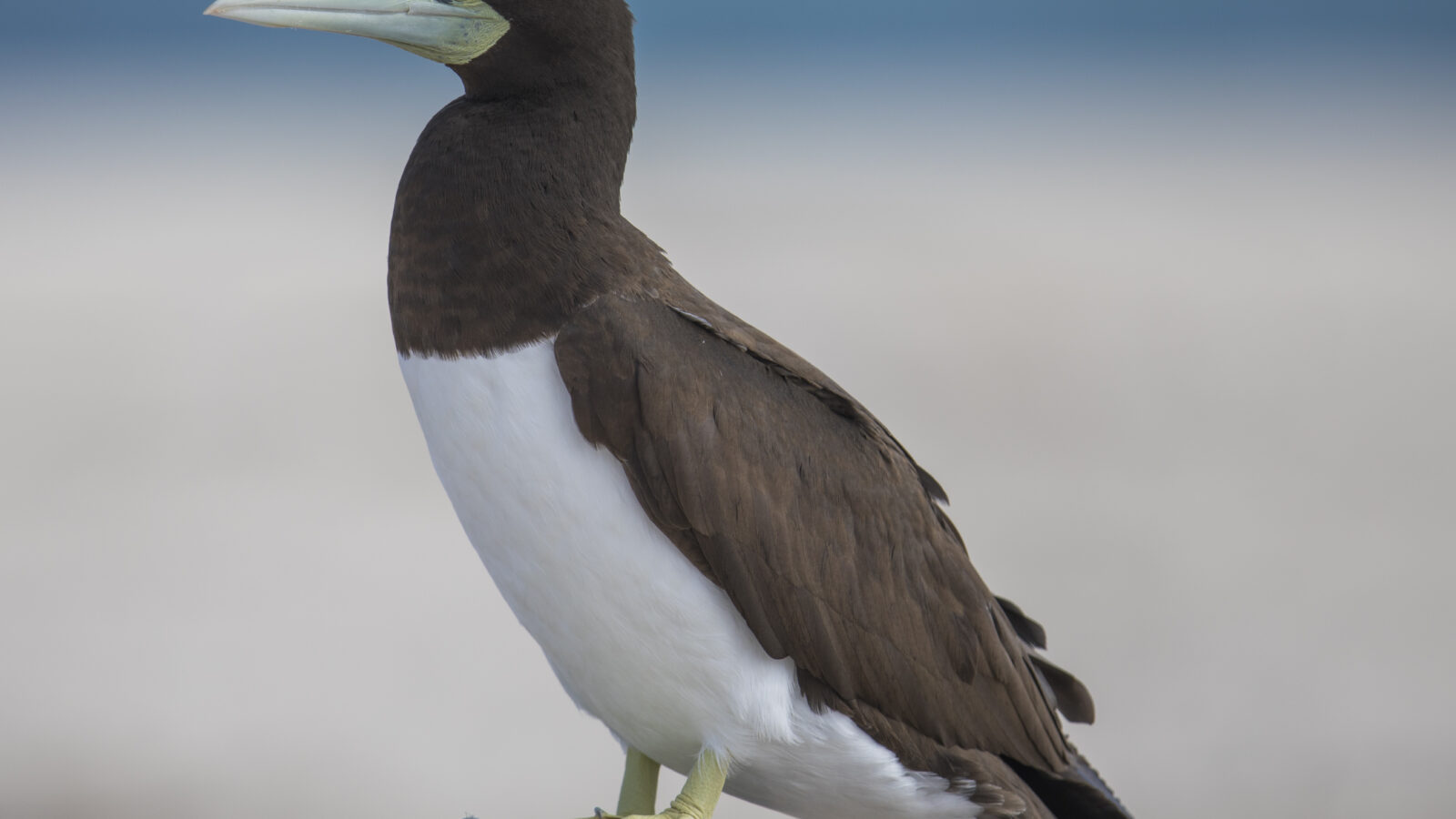 Brown Booby