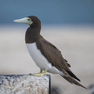 Brown Booby