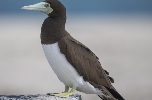 Brown Booby