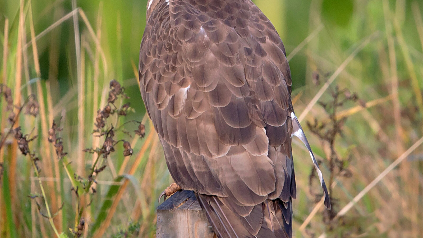 European Honey Buzzard
