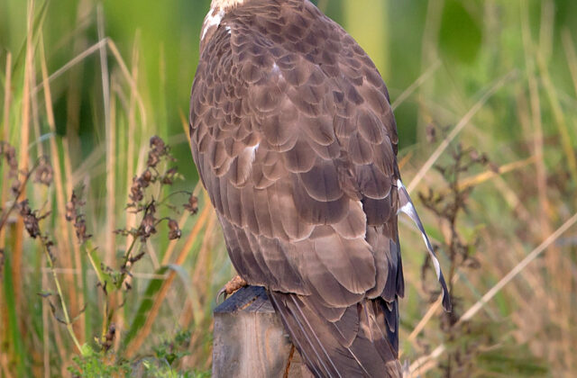European Honey Buzzard