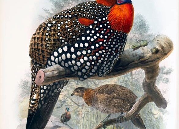 Western Tragopan