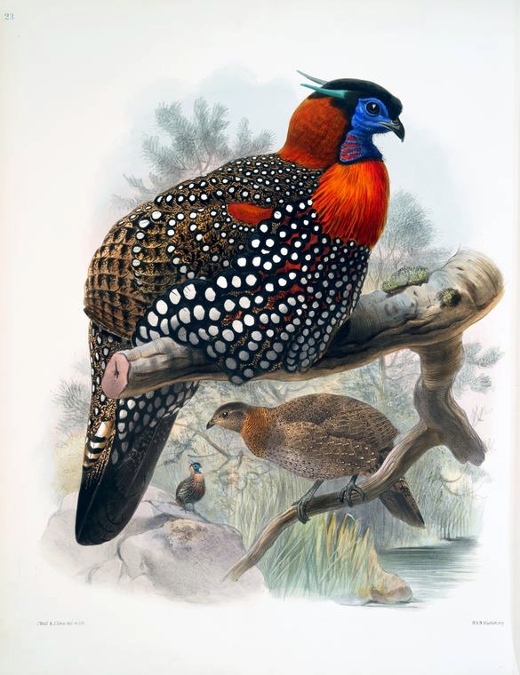 Western Tragopan