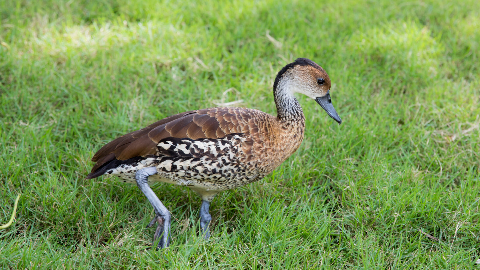 West Indian Whistling Duck