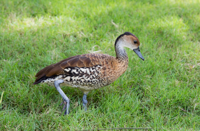 West Indian Whistling Duck