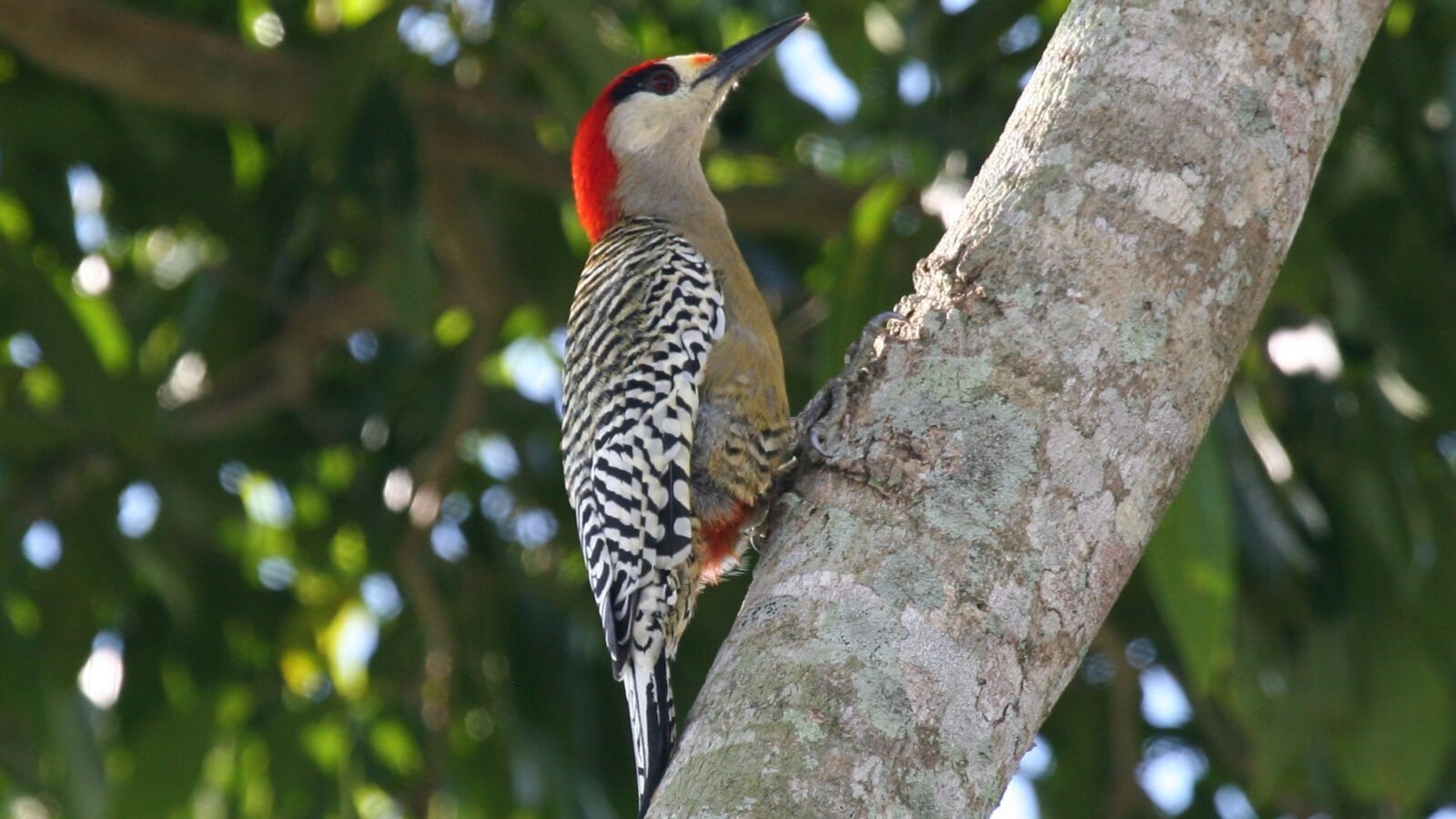 West Indian Woodpecker