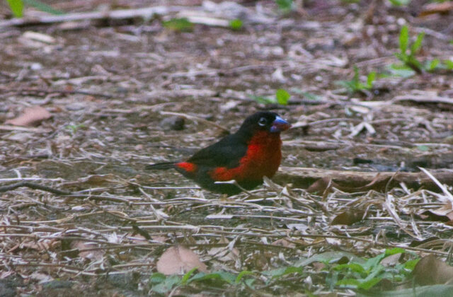 Western Bluebill