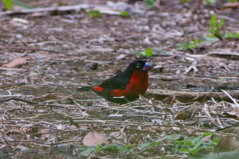 Western Bluebill