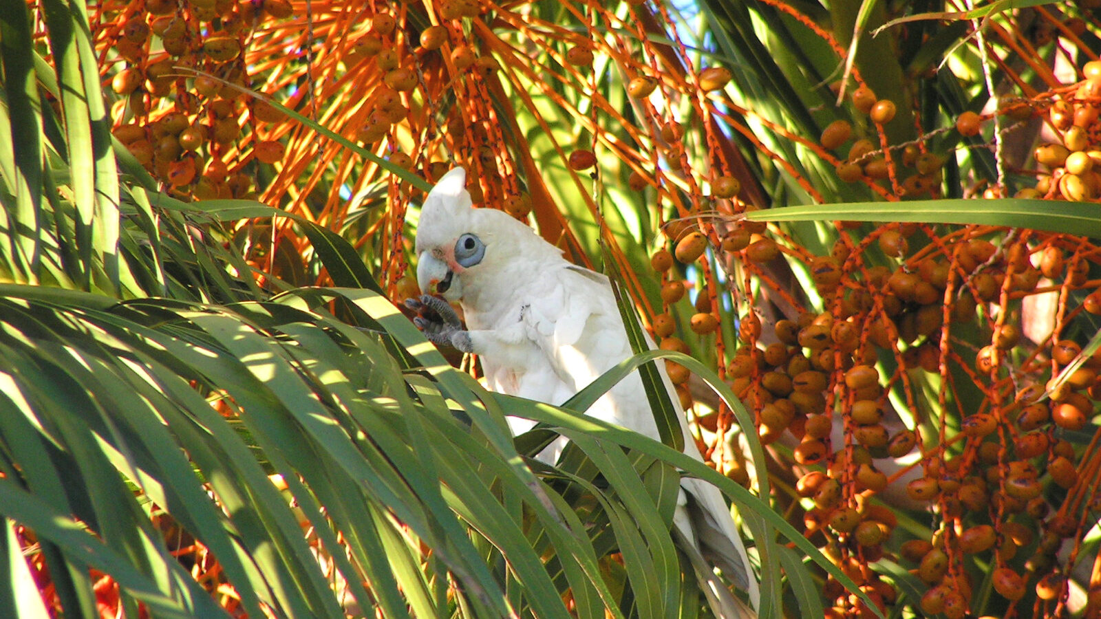 Western Corella