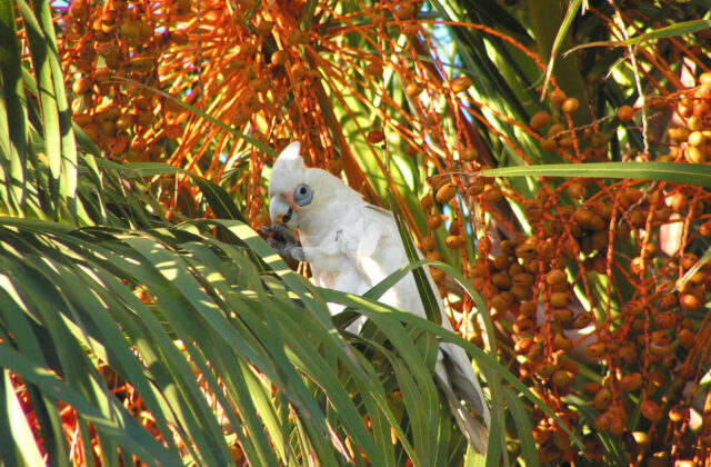 Western Corella