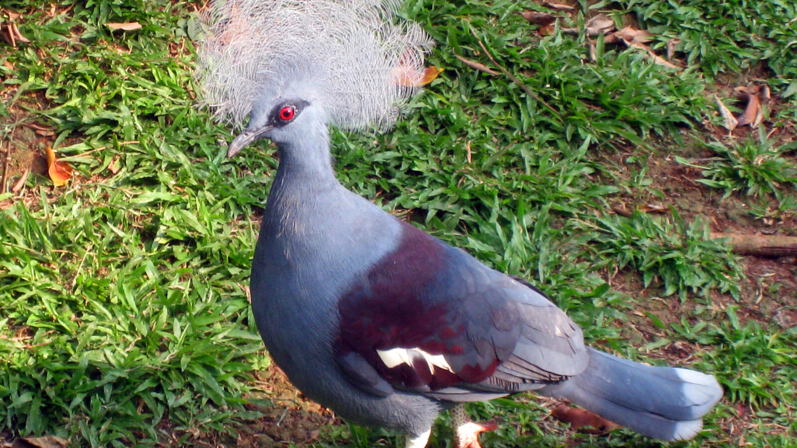 Western Crowned Pigeon