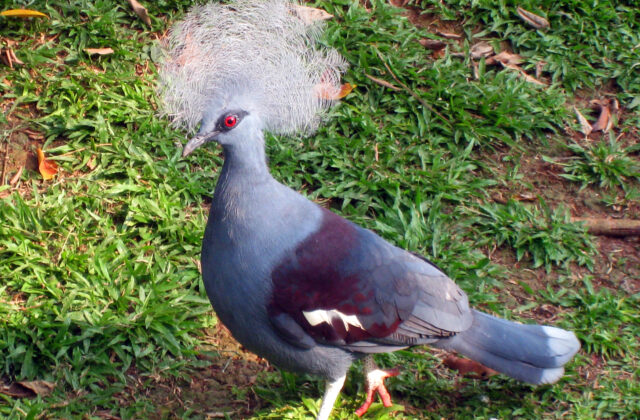 Western Crowned Pigeon