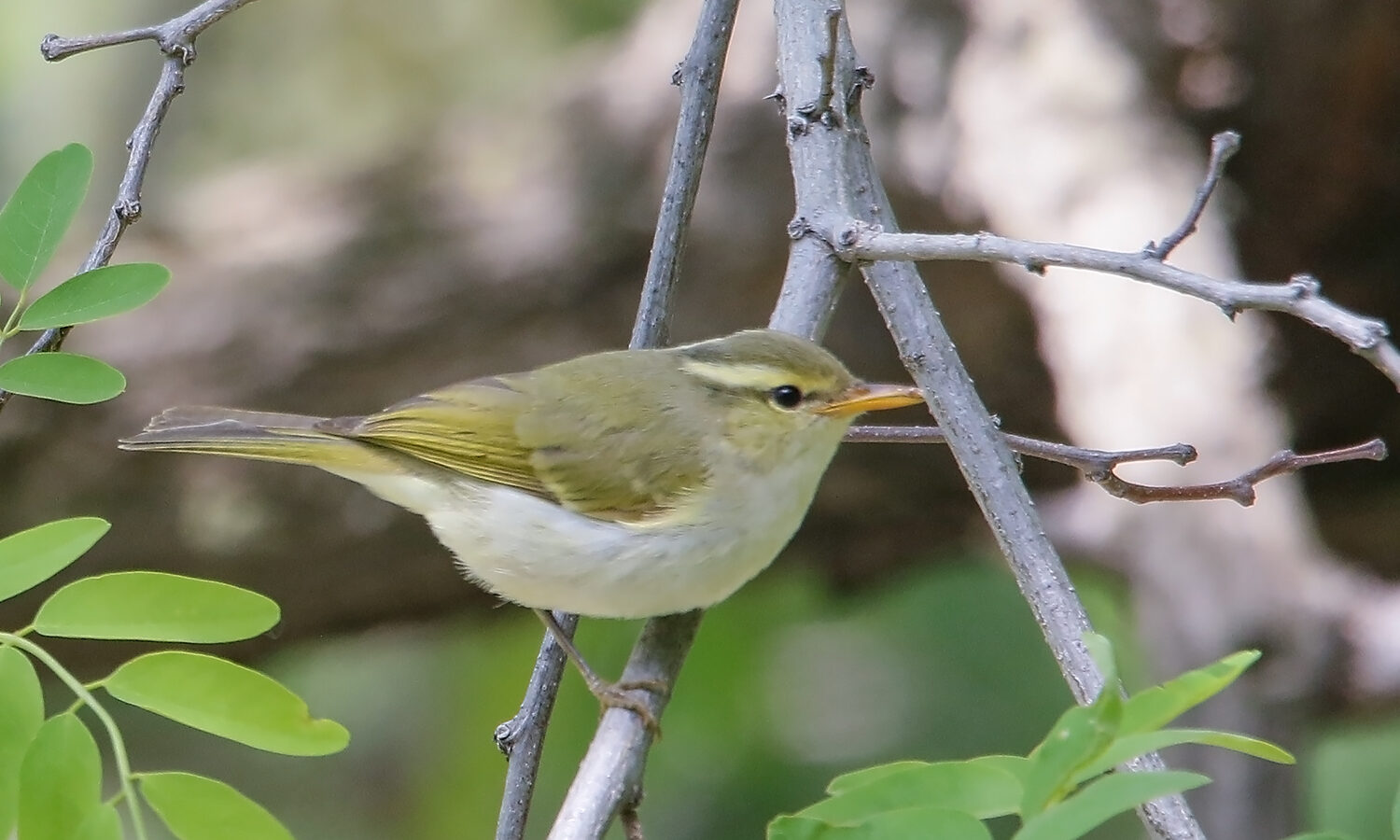 Western Crowned Warbler