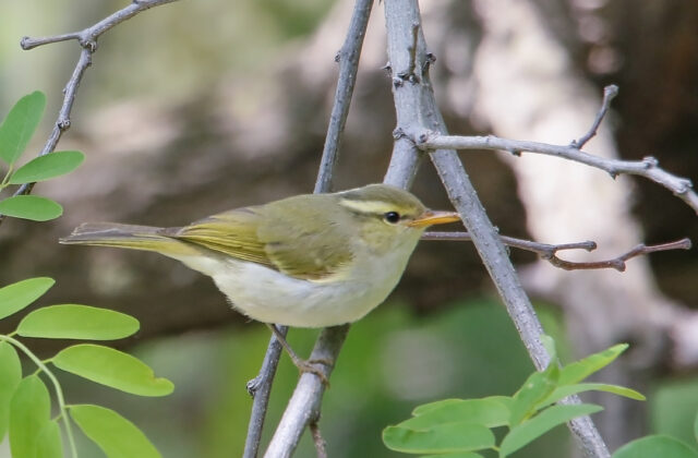 Western Crowned Warbler