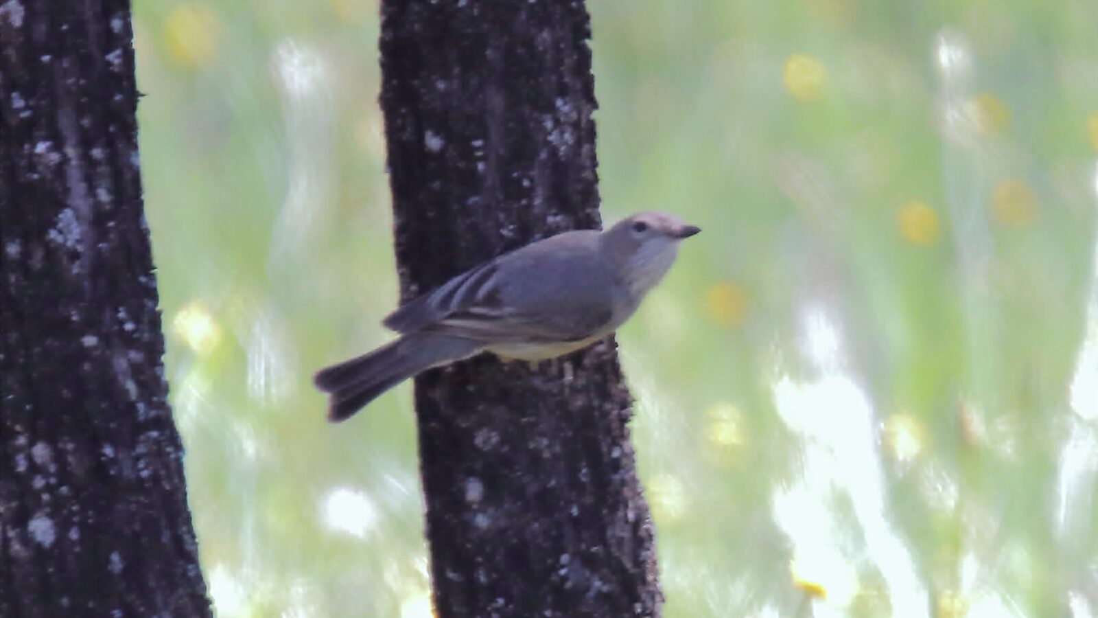 Western Gerygone