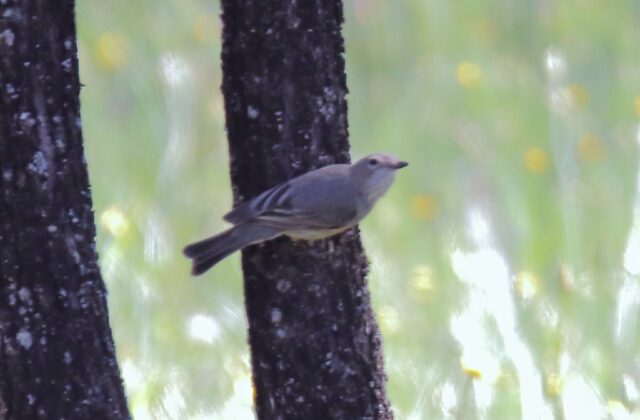 Western Gerygone