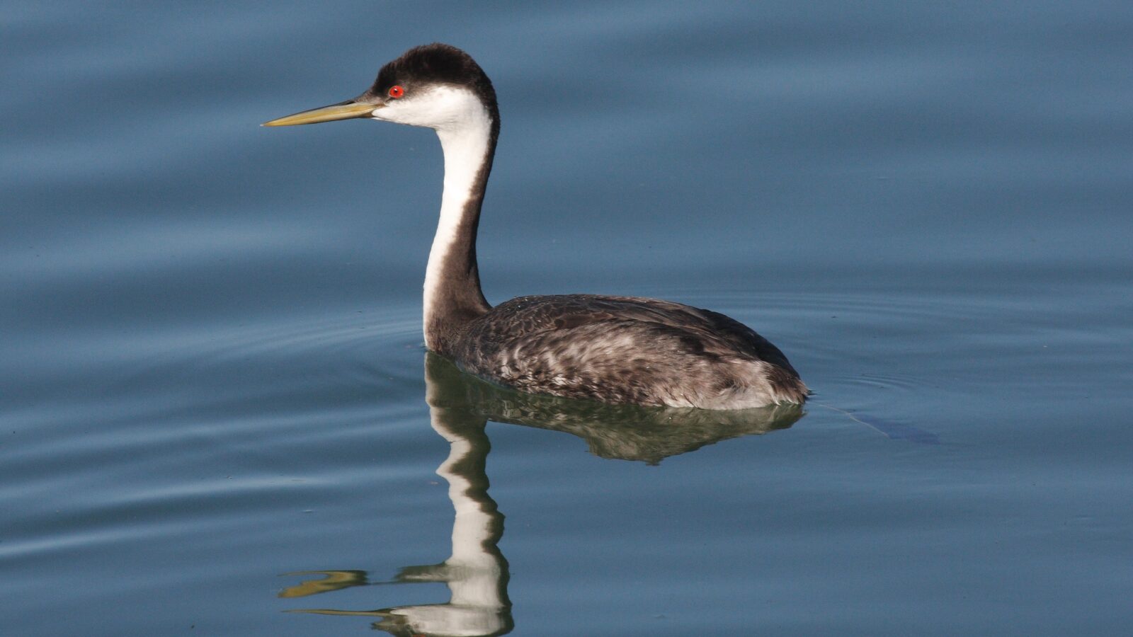 Western Grebe