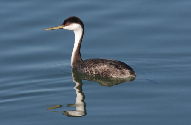 Western Grebe