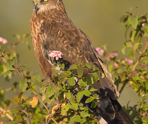 Western Marsh Harrier