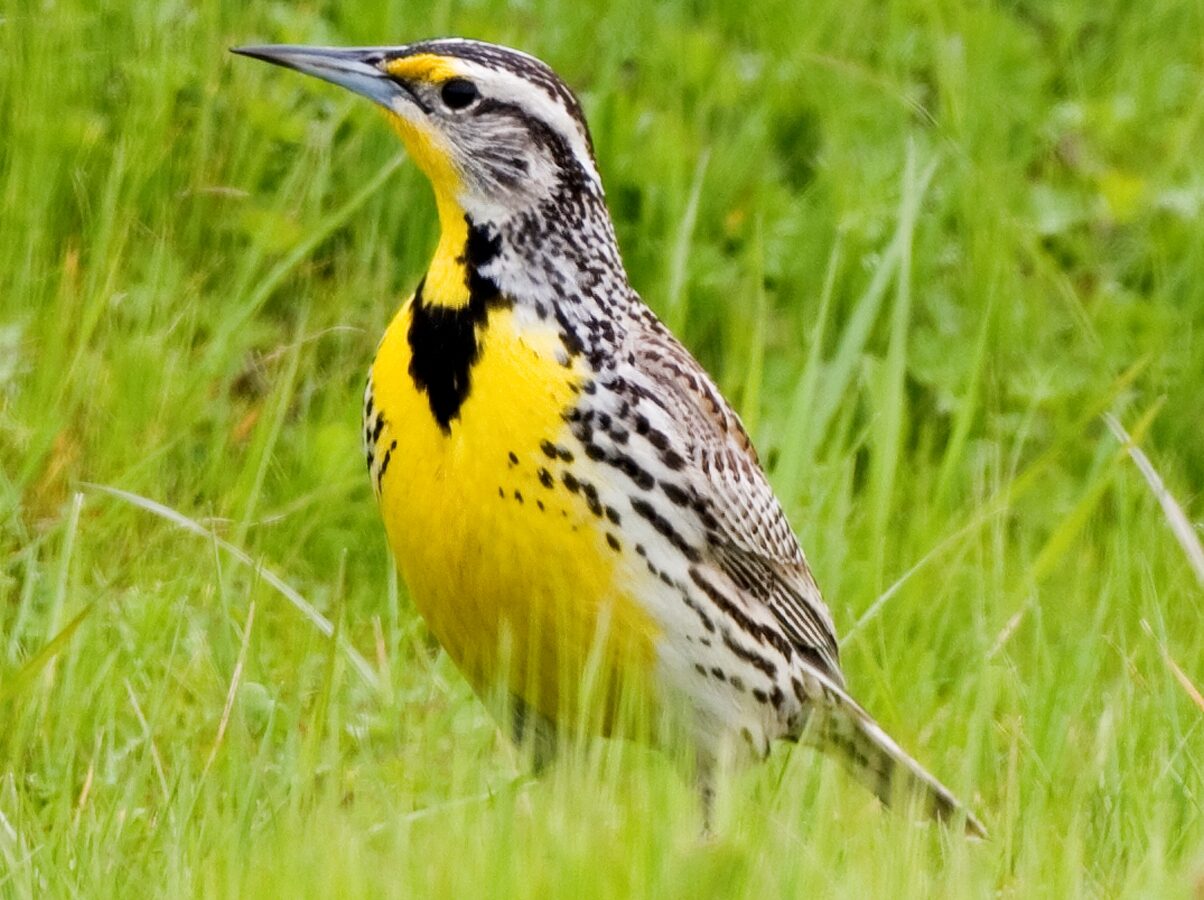 Western Meadowlark