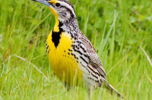 Western Meadowlark