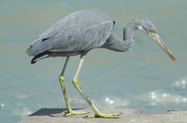 Western Reef Heron