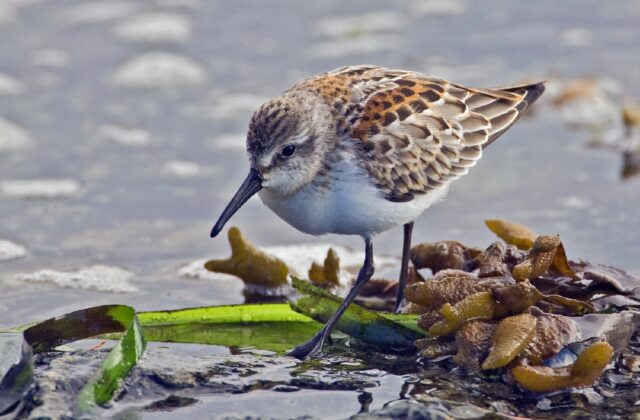 Western Sandpiper