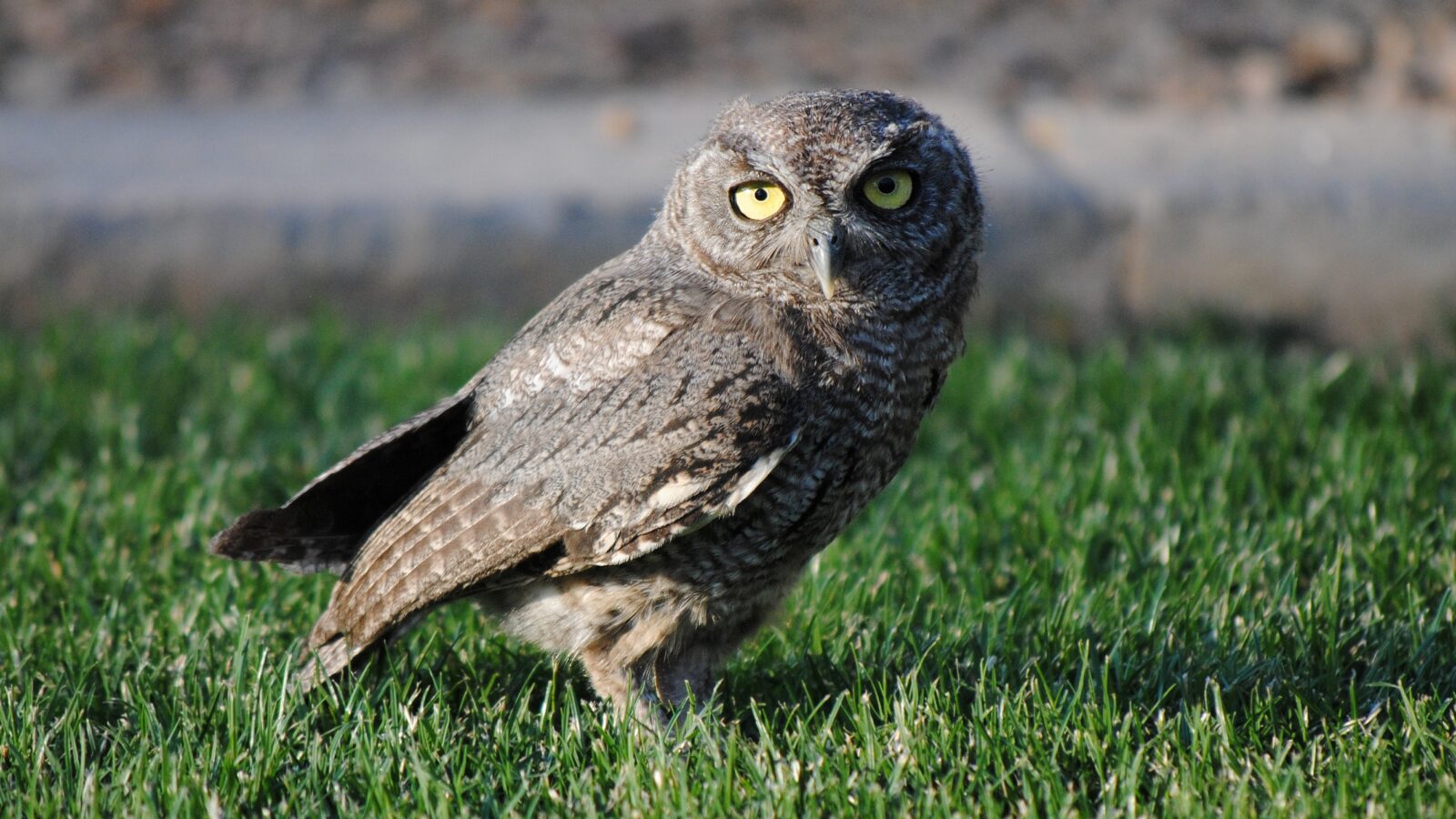 Western Screech Owl