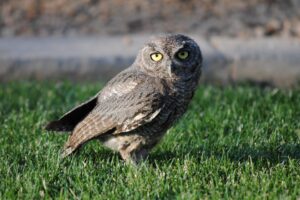 Western Screech Owl