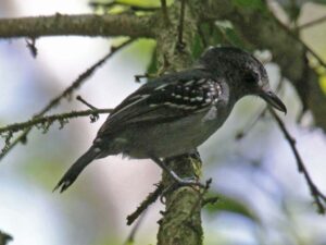 Black-crowned Antshrike