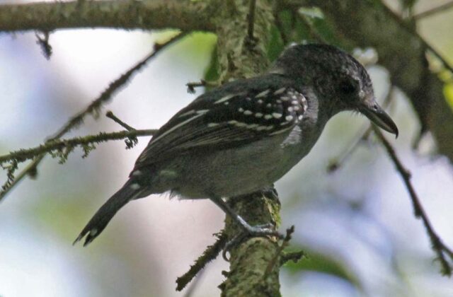 Black-crowned Antshrike