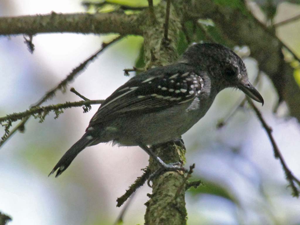 Black-crowned Antshrike