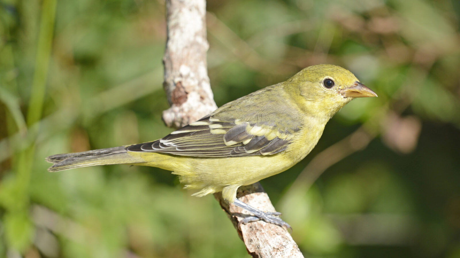 Western Tanager