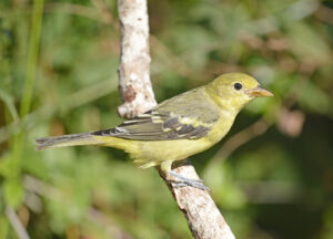 Western Tanager