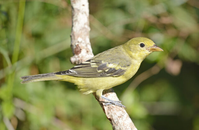Western Tanager