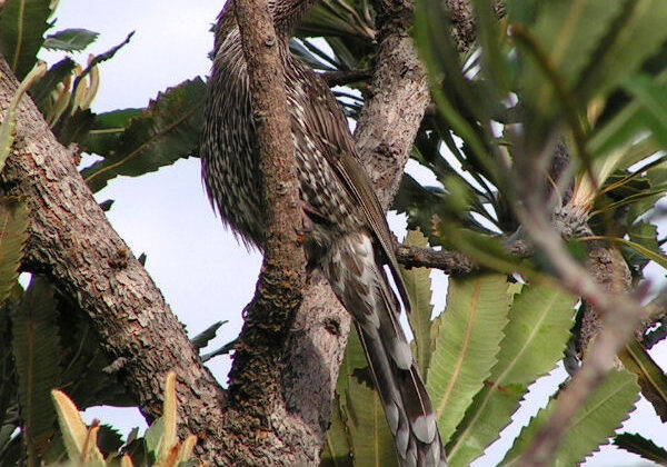 Western Wattlebird