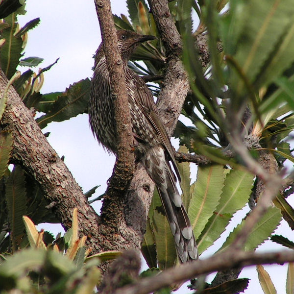 Western Wattlebird