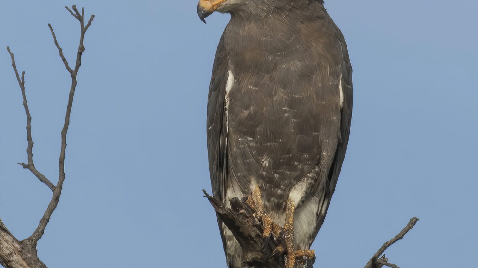 Western Banded Snake Eagle